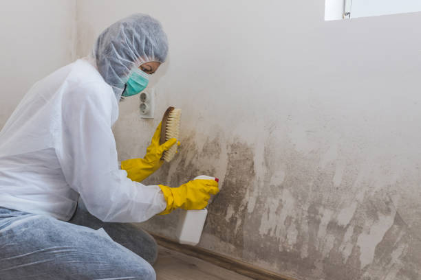 Best Mold Damage Restoration  in Kingston, NJ