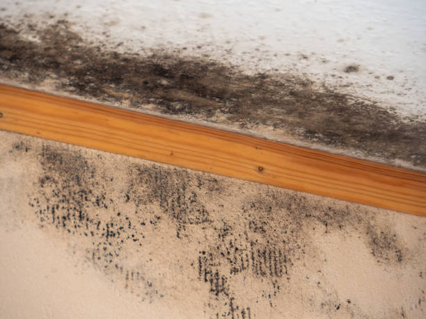 Best Mold Odor Removal Services  in Kingston, NJ