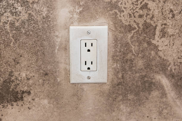 Reliable Kingston, NJ Mold Removal Solutions